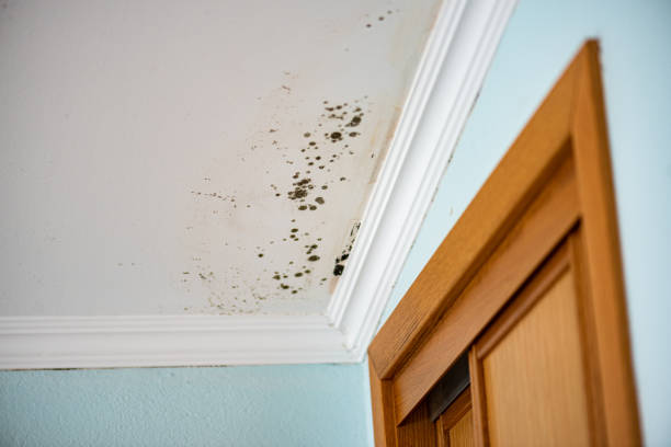 Best Commercial Mold Inspection  in Sedro Woolley, WA